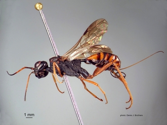 Pristaulacus_africanus (Brues) lateral